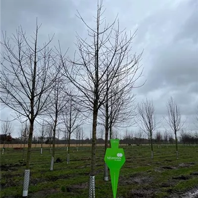 Sol Baum 5xv mDb 200-300 x 500-700 35- 40 - Gefülltblüh.Vogelkirsche - Prunus avium 'Plena' - Collection