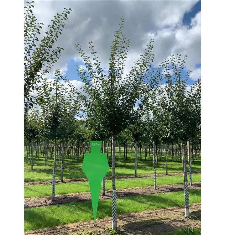 Sauerkirsche 'Morellenfeuer' - Prunus cer.'Morellenfeuer' CAC - Collection