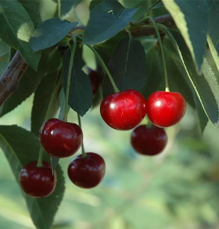 Sauerkirsche 'Ungarische Traubige' - Prunus cer.'Ungarische Traubige' CAC - Collection