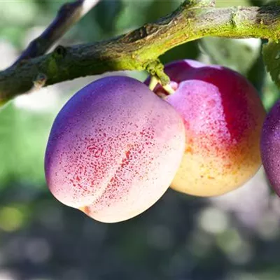 ha 3xv mDb 10- 12 - Pflaume 'The Czar' mittelfrüh - Prunus dom.'The Czar' CAC - Collection