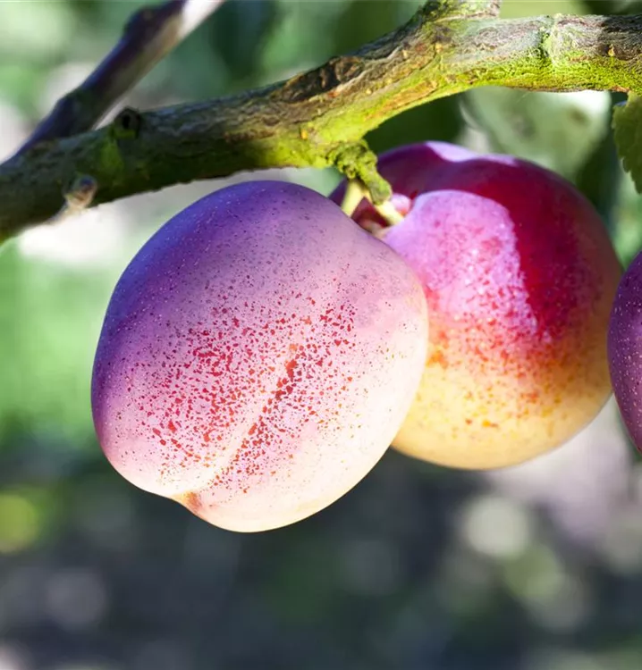 Pflaume 'The Czar' mittelfrüh - Prunus dom.'The Czar' CAC - Collection