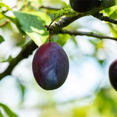 ha 3xv mDb 10- 12 - Zwetsche 'Topper' -S- - Prunus dom.'Topper' -S- CAC - Collection