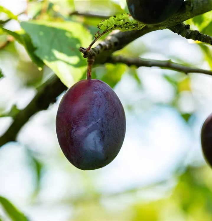 Zwetsche 'Topper' -S- - Prunus dom.'Topper' -S- CAC - Collection