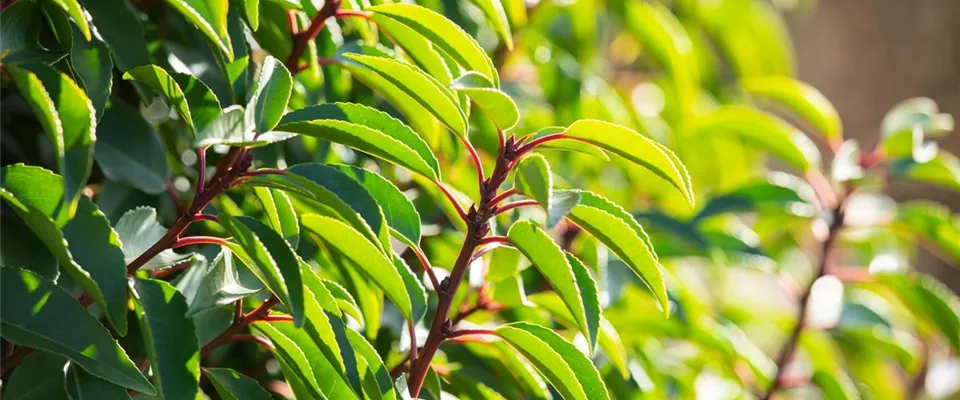 Prunus lusitanica