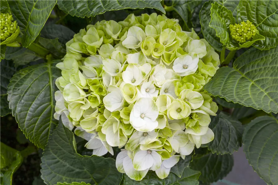 Hydrangea macrophylla 'Soeur Thérèse', Hortensie