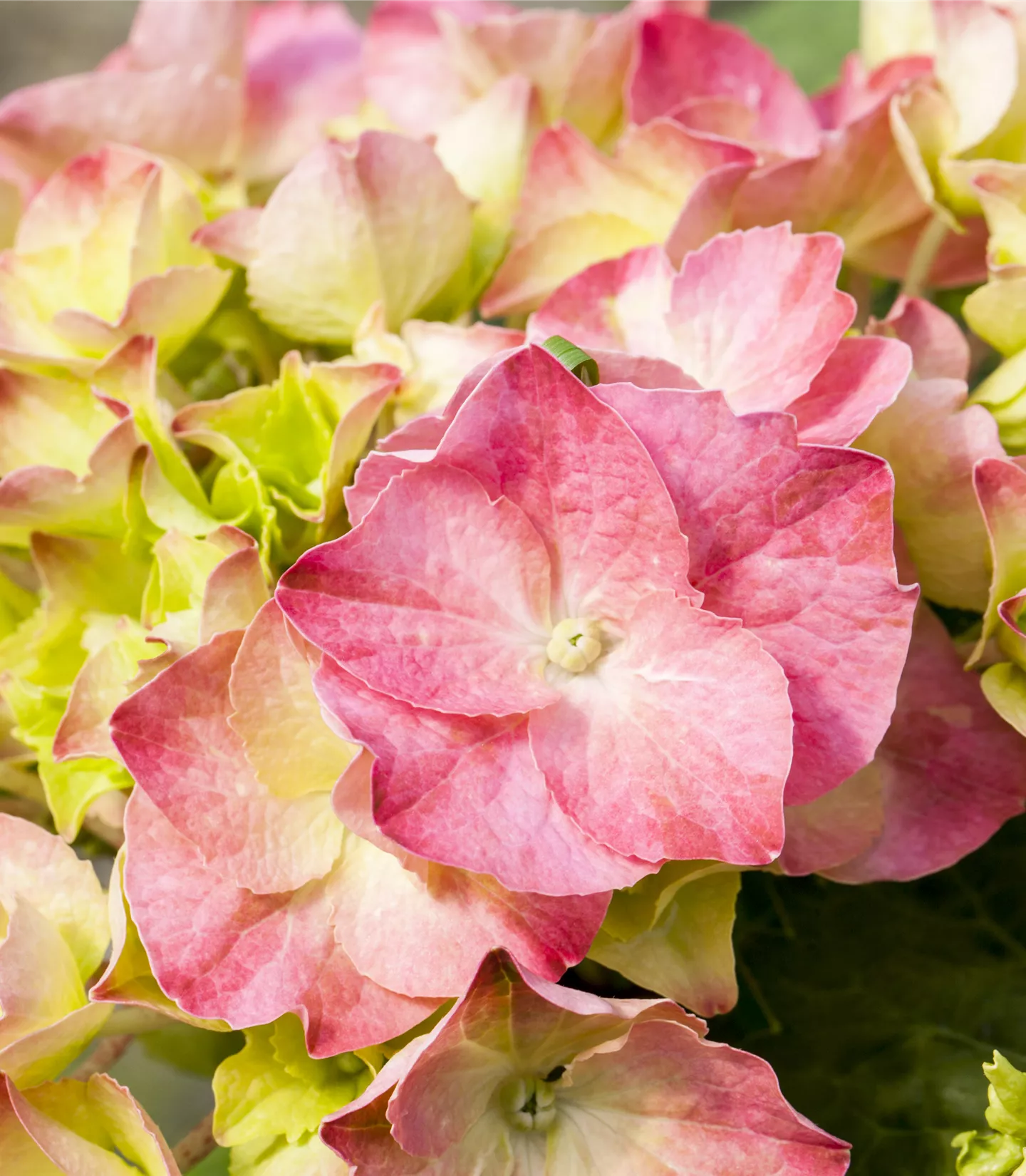 Hydrangea macrophylla 'Messalina'