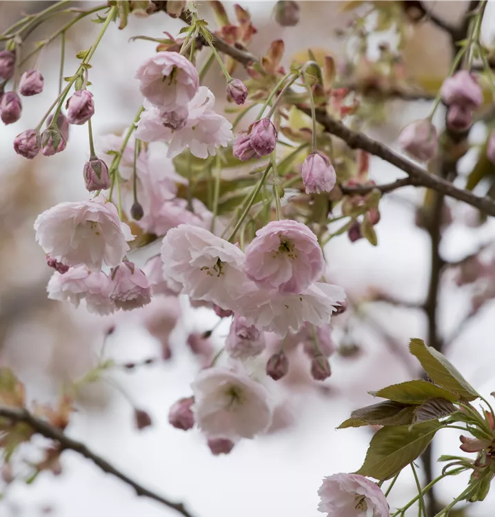 Zierkirsche 'Shirofugen' - Prunus serrulata 'Shirofugen' - Collection
