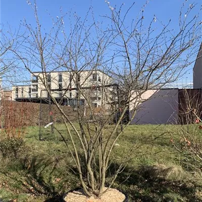 Sol 5xv mDb 200-300 x 300- 400 HP23-91 - Rosa Winterkirsche 'Autumnalis' - Prunus subhirtella 'Autumnalis' - Collection