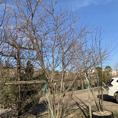 Sol 5xv mDb 200-300 x 400- 500 HP23-162 - Rosa Winterkirsche 'Autumnalis' - Prunus subhirtella 'Autumnalis' - Collection