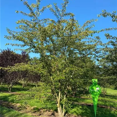 Sol 5xv mDb 200-300 x 500- 600 - Japan.Maienkirsche - Prunus yedoensis - Collection