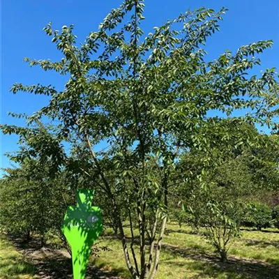 Schirm 6xv mDb 200-300 x 400- 500 - Japan.Maienkirsche - Prunus yedoensis - Collection