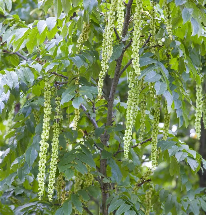 Flügelnuss - Pterocarya fraxinifolia - Collection