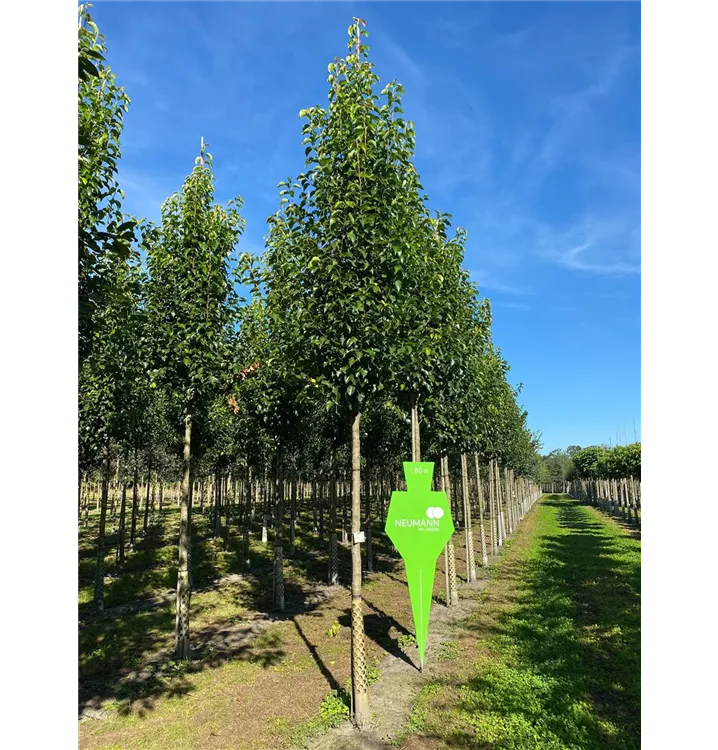 Stadtbirne 'Chanticleer' - Pyrus calleryana 'Chanticleer' - Collection