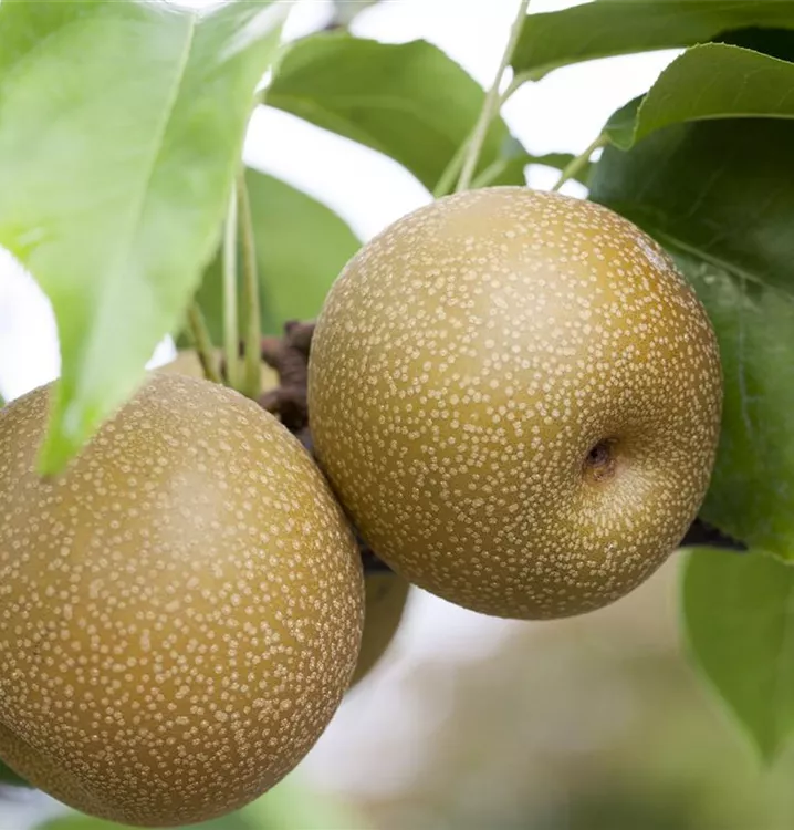 Birne 'Benita' - Pyrus com.'Benita' CAC - Collection