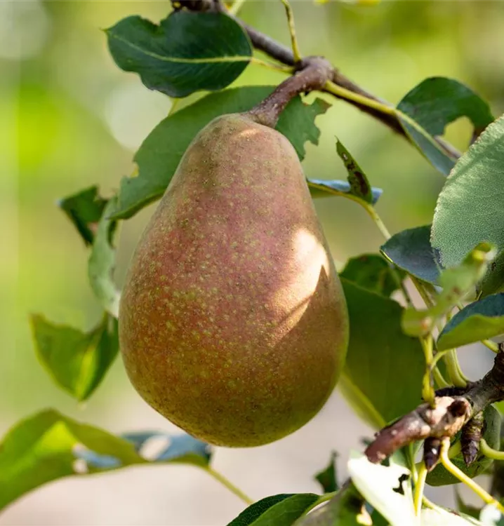 Birne 'Pastorenbirne' mittel - Pyrus com.'Pastorenbirne' CAC - Collection