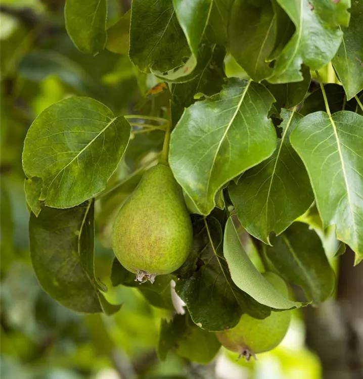 Birne 'Schweizer Wasserbirne' mittel - Pyrus com.'Schweizer Wasserbirne' CAC - Collection