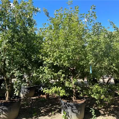 Sol 3xv mDb mehrst. 300- 350 - Zerr-Eiche - Quercus cerris - Collection