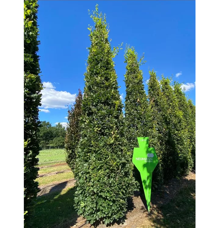 Säuleneiche - Quercus robur 'Fastigiata Koster' - Collection