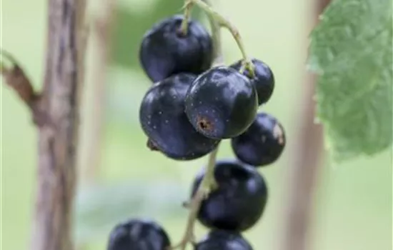 Ribes nigrum 'Andega' CAC - Collection