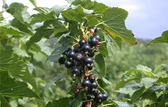 Ribes nigrum 'Ben Alder' -S- CAC - Collection