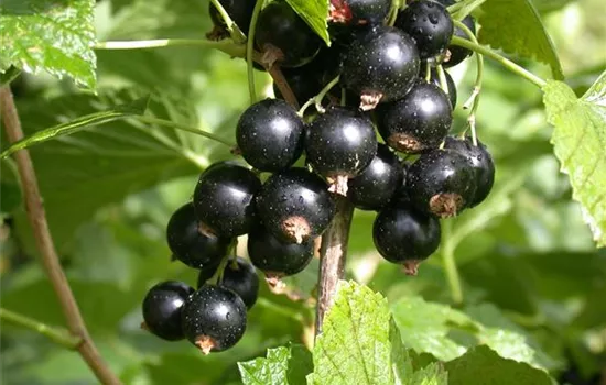 Ribes nigrum 'Ben More' CAC - Collection
