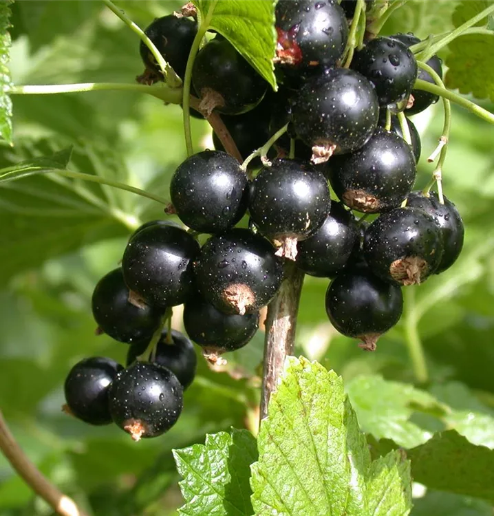 Johannisbeere 'Ben More' - Ribes nigrum 'Ben More' CAC - Collection
