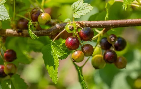 Ribes nigrum 'Ben Sarek' CAC - Collection