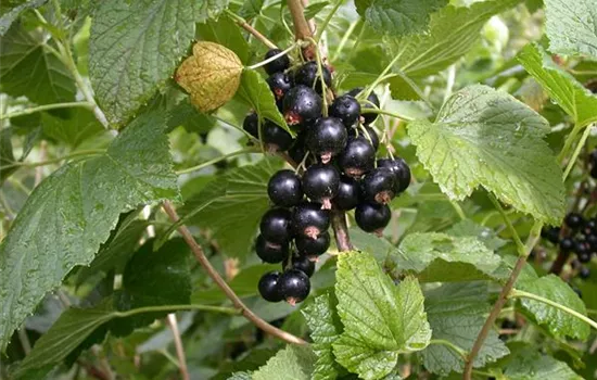 Ribes nigrum 'Titania' -S- CAC - Collection