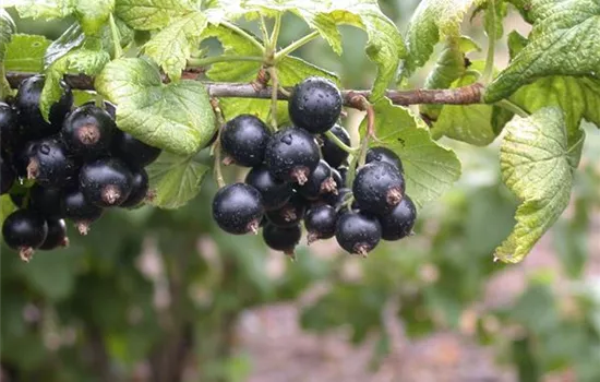 Ribes nigrum 'Tsema' CAC - Collection
