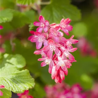 C 3 60- 100 - Zierjohannisbeere 'Koja' - Ribes sanguineum 'Koja' - Collection