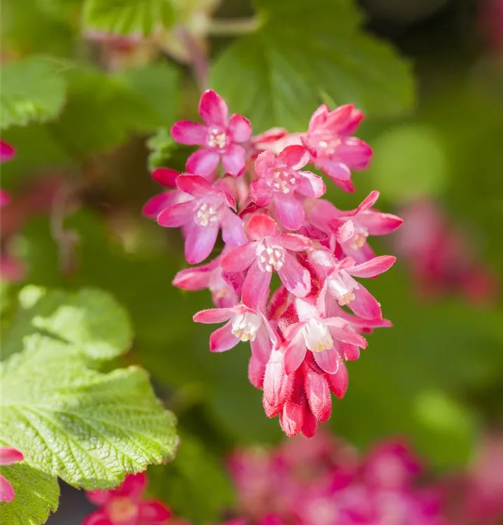 Zierjohannisbeere 'Koja' - Ribes sanguineum 'Koja' - Collection