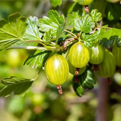 C 3 Tr. 3- - Stachelbeere 'Hinnonmäki gelb' - Ribes uva-crispa 'Hinnonmäki gelb' CAC - Collection