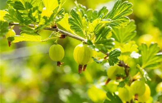 Ribes uva-crispa 'Hinnonmäki grün' CAC - Collection
