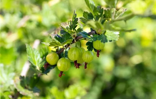 Ribes uva-crispa 'Mucurines' CAC - Collection