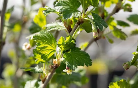 Ribes uva-crispa 'Redeva' -S- CAC - Collection