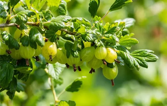 Ribes uva-crispa 'Remarka' CAC - Collection