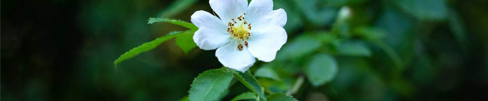 Bodendecker online kaufen | Bauer Baumschulen AG Bodendecker online kaufen | Bauer Baumschulen AG