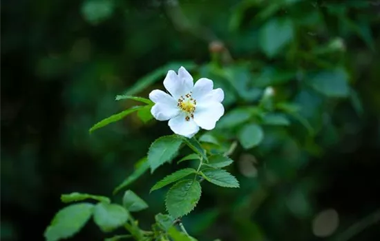 Rosa agrestis - Collection