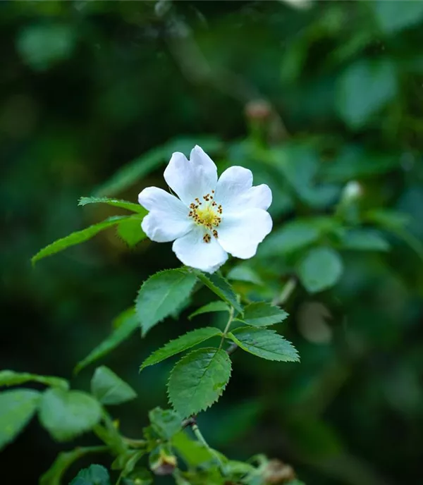 Rosa agrestis - Collection