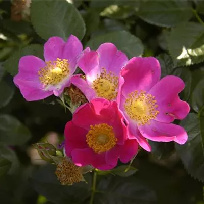 C 3 40- 60 - Carolina-Rose - Rosa carolina - Collection