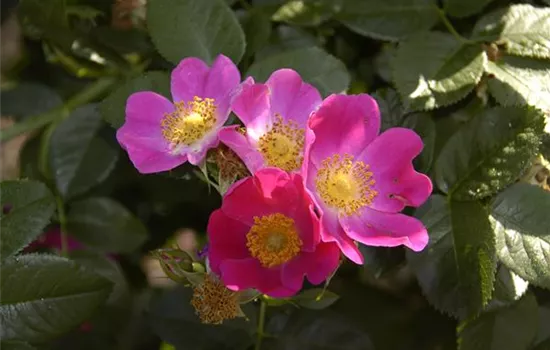 Rosa carolina - Collection