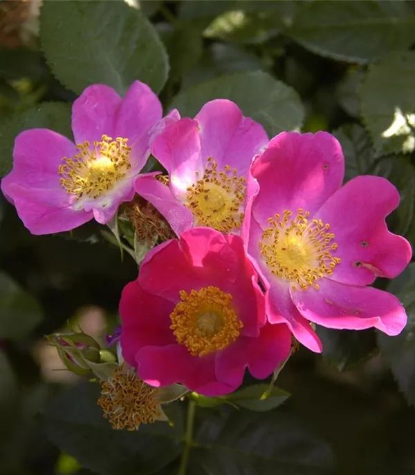 Rosa carolina - Collection
