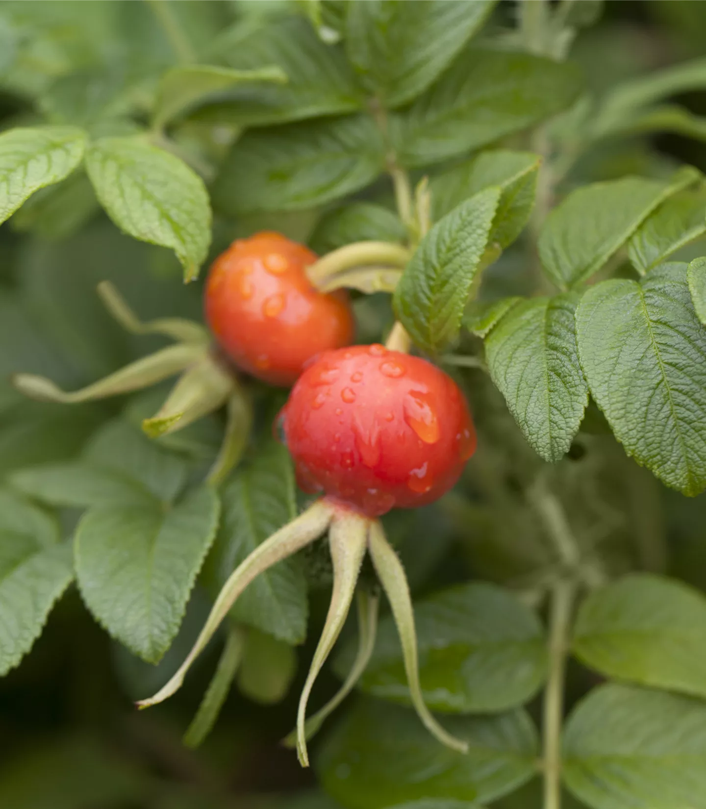 Rosa rugosa - Collection