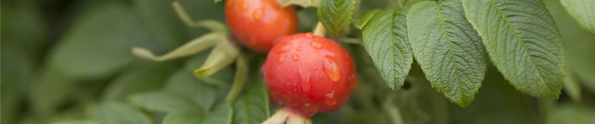 Bodendecker online kaufen | Bauer Baumschulen AG Bodendecker online kaufen | Bauer Baumschulen AG
