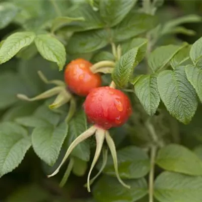 C 3 30- 40 - Glanz-Apfelrose - Rosa rugotida - Collection