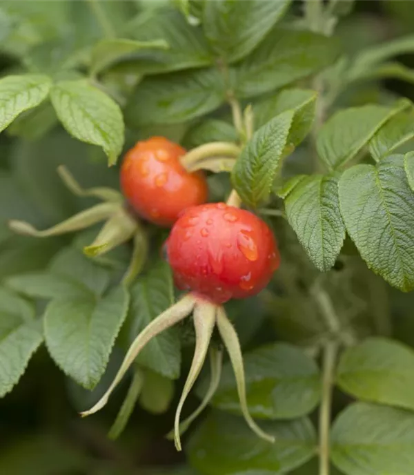 Rosa rugosa - Collection