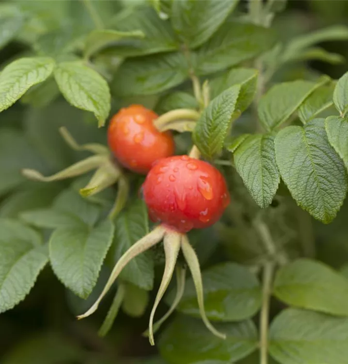 Glanz-Apfelrose - Rosa rugotida - Collection