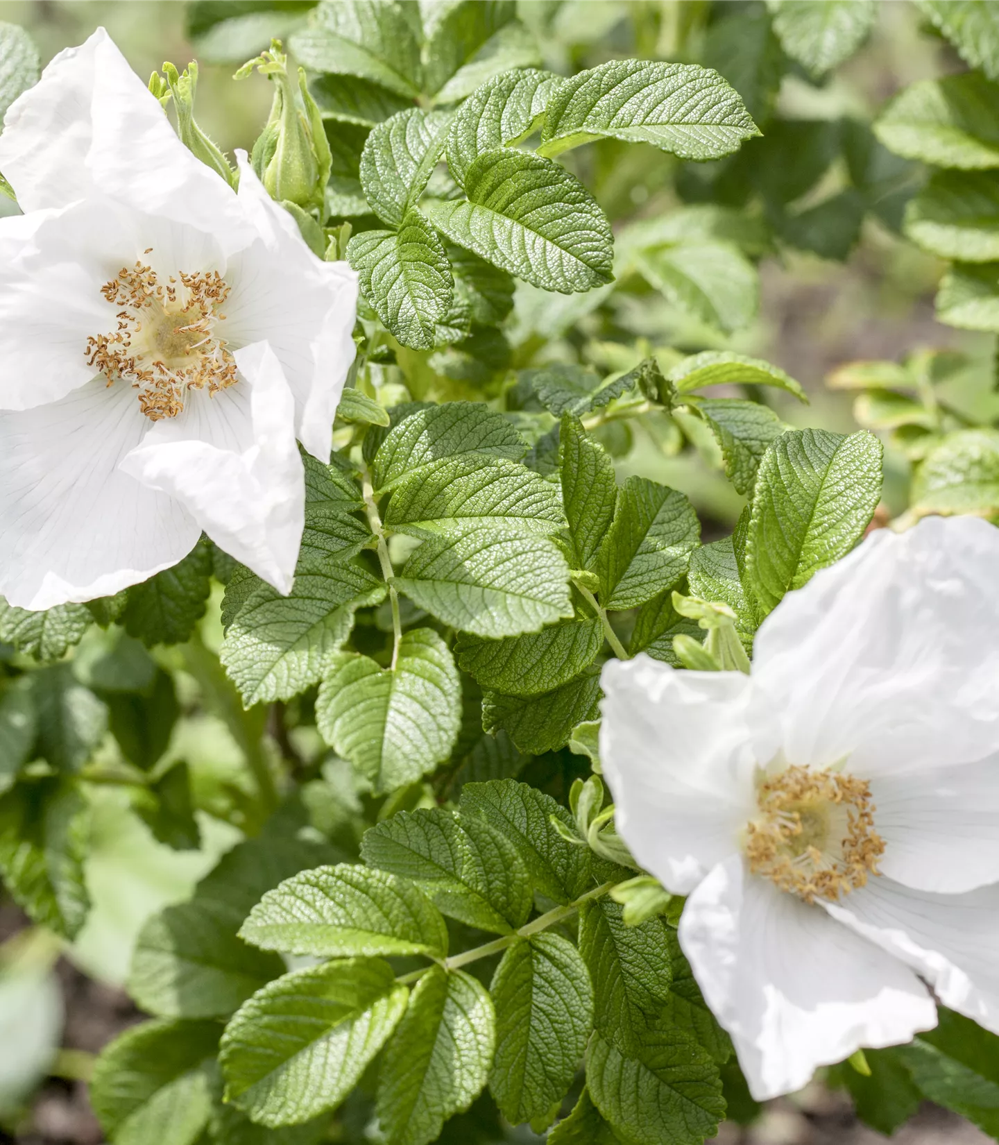 Rosa rugosa alba - Collection