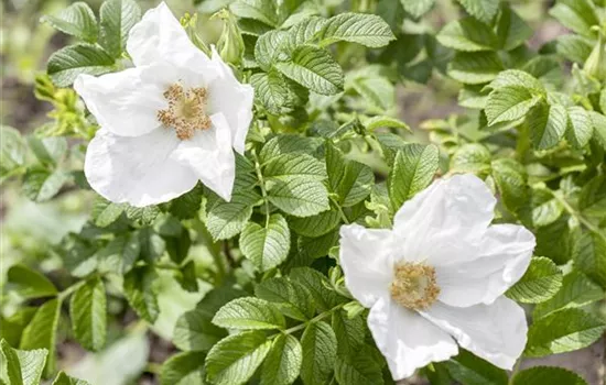 Rosa rugosa alba - Collection