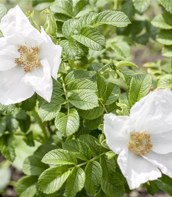 Rosa rugosa alba - Collection
